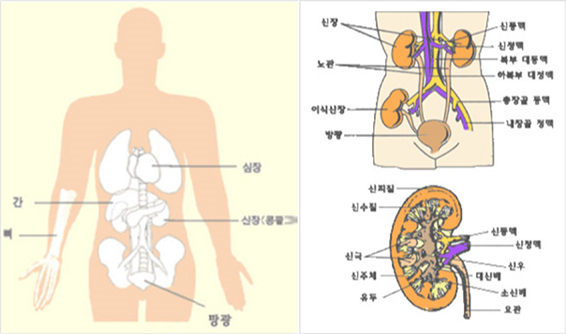 신장의 구조